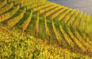 Vineyards At Sunset Impressions: Vineyards around Serralunga DAoAlba at sunset during autumn