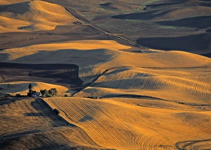 Washington State Landscapes Impressions: Wheat Fields