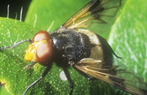 Ashley Cooper Photography Impressions: A close up of a fly