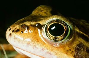 Close Up Frog Photos Impressions: A frog
