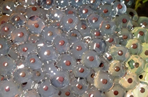 Ashley Cooper Photography Impressions: Frogspawn