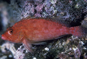 Fish Photography Impressions: Hawkfish