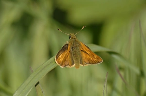Specialist Stock Images UK Impressions: Large skipper (Ochlodes sylvanus), Pembrokeshire, Wales, UK, Europe