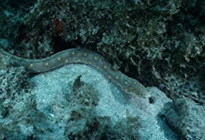 Deep Sea Creatures Images Impressions: Snake Eel