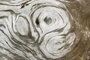 Close Up Tree Trunk Details Impressions: growth patterns on a tree trunk