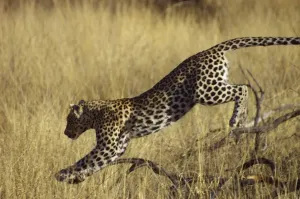 Leopard Namibia Impressions: Leopard. Okonjima, Namibia