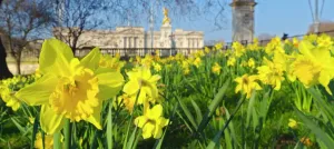Palais Impressions: Le palais de Buckingham avec des daffodoris en printemps
