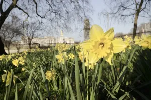 Palais Impressions: Palais de Buckingham avec des daffodiles en printemps