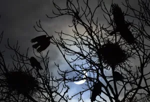 Eclipse Impressions: Les oiseaux volent et s'installent sur les arbres pendant une éclipse solaire partiellement visible près de Bridgwater