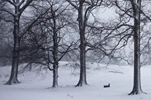 Snowy Scenery Impressions: RTR3DIMH