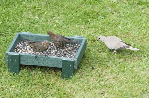 Bird Feeder Photography Impressions: 002981