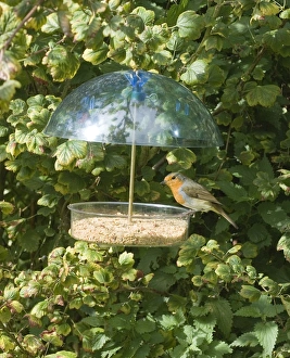 Robins Impressions: 003032