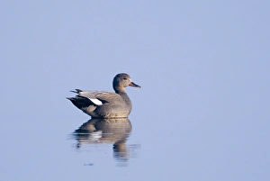 Serene Nature Scenes Impressions: 003134
