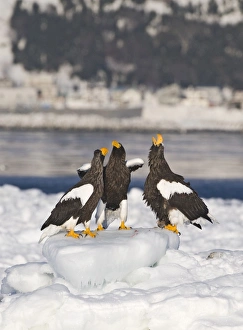 Arctic Wildlife Photography Impressions: 004072