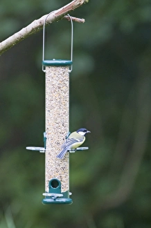 Bird Feeder Photography Impressions: 004394