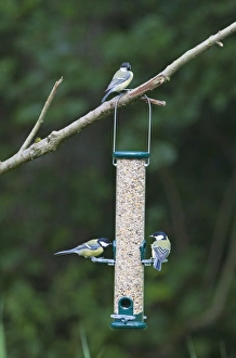 Bird Feeder Photos Impressions: 004397