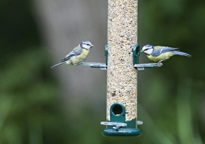 Wildlife Garden Photography Impressions: 004399