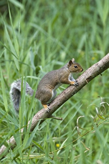 Eastern Gray Squirrel Impressions: 004402