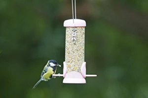 Bird Feeding Station Impressions: 004403