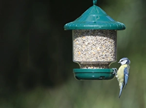 Blue Tit Bird Impressions: 005648
