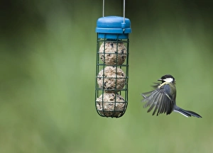 David Tipling Images Impressions: 005653