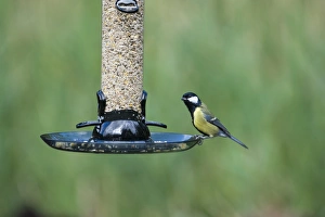 Bird Feeder Photography Impressions: 005691