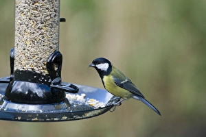 Bird Feeder Photos Impressions: 005693