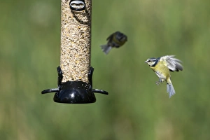 Bird Feeder Photography Impressions: 005703