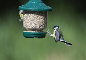 Bird Feeder Photography Impressions: 005707