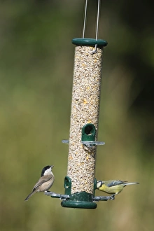 Parus Major Bird Species Impressions: 005712