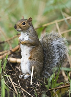Curious Squirrel Impressions: 005713