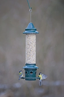 Wildlife Feeding Station Impressions: 005867