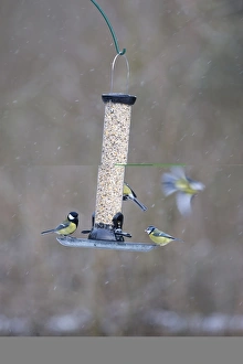 Natural Habitat For Birds Impressions: 005877