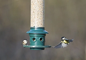Bird Feeder Photography Impressions: 006272