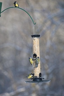 Vibrant Bird Photography Impressions: 006282