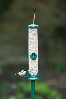 Bird Feeder Photos Impressions: 006462