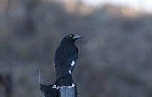 Australian Native Birds Impressions: 007067