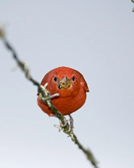Panama Bird Species Impressions: 02409dt