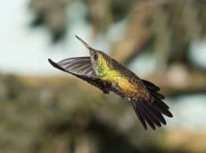 David Tipling Wildlife Photography Impressions: 02420dt