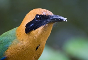 Panama Bird Species Impressions: 02429dt