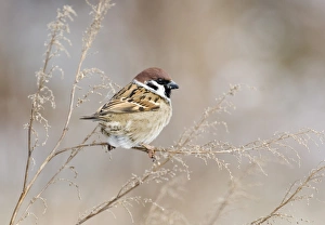 David Tipling Bird Photographer Impressions: 02453dt
