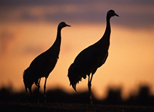 Nature Reserve Birds Impressions: Common Cranes