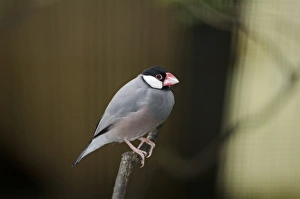 Impressions de Colibri Java (Padda oryzivora), en captivité Perroquet Impressions: Le Java Sparrow (Padda oryzivora) en captivité