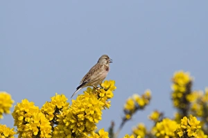 Linnet Bird Impressions: linnet