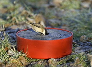 Waterbird Photography Tips Impressions: Marsh Tit drinking