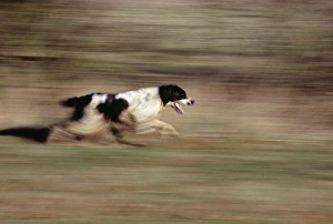 Dog Sports And Activities Impressions: Springer Spaniel running