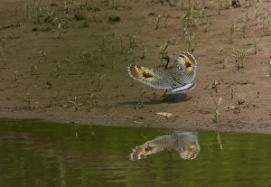 David Tipling Wildlife Photographer Impressions: Wedding