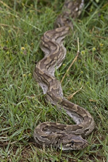 African Rock Python Impressions: African Rock Python