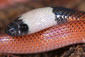 Peruvian Bird Species Impressions: Amazon Egg-eater (Drepanoides sp)