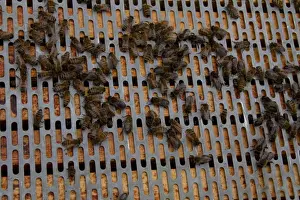Western Honey Bees Impressions: A barrier is placed between the brood frames in the lower part of the hive and the upper super frames